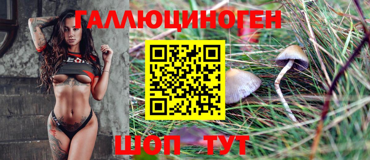 Тара  Псилоцибиновые грибы Psilocybine cubensis  Галлюциногенные грибы GOLDEN TEACHER  Вход с VPN 